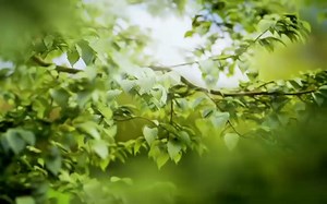 大自然的3D视角