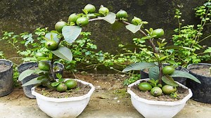 574K views · 5K reactions | You Will Regret If You Don't Know How To Grow This Special Guava Sooner! | H&H Gardening Secrets | Facebook
