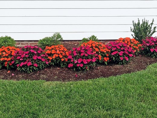 How To Plant, Grow And Care For Impatiens - Bunnings Australia