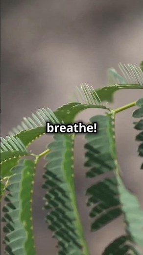 The Science of How Plants "Breathe"