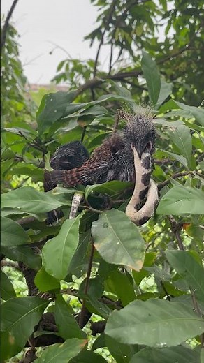 Birds eating snakes #animals #snake #predation scene #birds