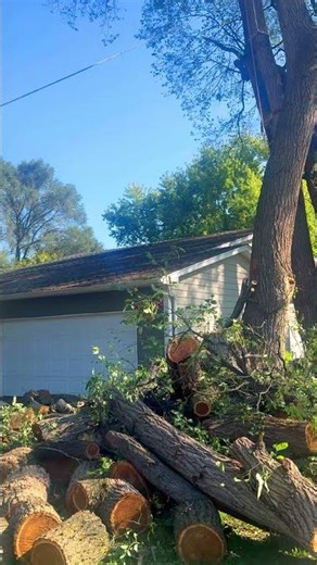 #EmergencyTreeService#StormDamageTree#StormCleanup#WindDamage#DisasterCleanup
