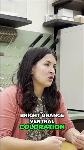 Why Evolution Painted These Turtles Orange #nature #evolution