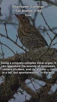 This Bird Perfectly Mimics Chainsaws in the Wild