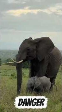 Elephants Have a Secret Language🐘🤯