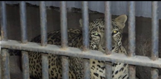 31K views · 15 shares | As winter sets in, animals and birds, like humans, too feel its chill and to keep them warm, Sayaji Baug Zoo in Gujarat's Vadodara has made special arrangements. | The Times of India | Facebook