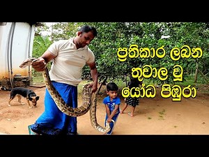 The giant python being treated