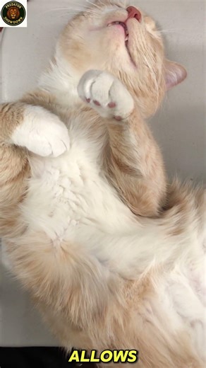 "10 Amazing Cat Facts You Didn’t Know! | cats #animalfacts #animals #wildanimals #wildlife