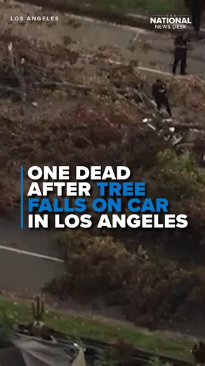 Police authorities announced one casualty in the aftermath of a tree collapsing onto a car in Los Angeles on Friday. READ MORE NEWS: https://bit.ly/3RUJMc7 | The National Desk - TND