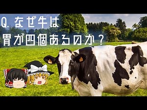 【ゆっくり解説】 牛が胃を四つ持つ理由 草から巨体を作る牛の戦略に迫る