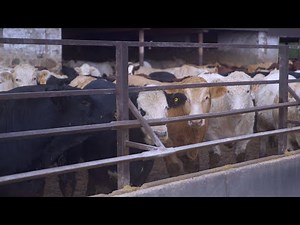 Focus on Livestock: Proper Animal Handling on Feedlot Operations