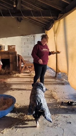 Petite séance de Tricks avant repas avec Doudou. . 🐽🐽 On sous-estime tellement l’intelligence du cochon… Pourtant, ce sont des animaux incroyablement curieux, sensibles et capables d’apprendre une quantité folle de choses quand on leur en donne l’occasion. . Avec du respect, du timing et du renforcement positif, ils révèlent une compréhension fine, une vraie envie de participer… et un plaisir évident à travailler avec nous. . Chaque animal a sa sensibilité, il faut d'abord comprendre leur lang