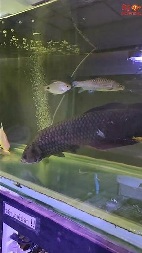 African Arowana Fish