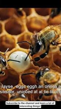 The Life and Work of a Bee: Interesting Facts