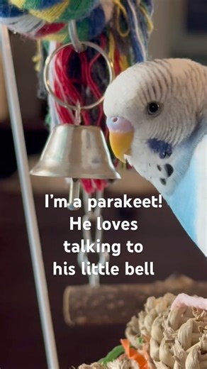 Talking parakeet loves talking to his little bell! #birds #talkingparakeet #budgies #cute