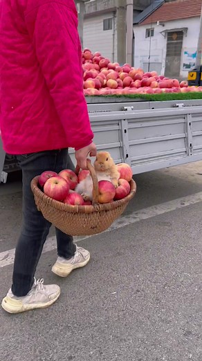 Cute Rabbit Videos: Sweet Bunny Moments