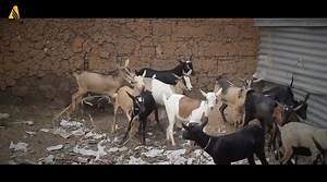 9.1K views · 781 reactions | Goats for all! While hundreds of speakers met the spiritual needs of thousands in Rwanda, members and ADRA International also looked at a unique way to show compassion. And the answer? Goats and health insurance. | Seventh-day Adventist Church | Facebook