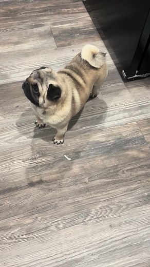 Adorable Pugs with Fluffy Tails: A Cute Compilation