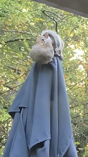 Squirrel Carrying Another (Dead) Squirrel?