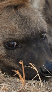 More hyena cuteness 🥰 A hyena cub resting next to the road near Orpen. Kruger National Park - June 2024 Follow me on Youtube for more behind the scenes of my journey into becoming a fulltime wildlife conservation photographer & camerawoman | Linda Smit Wildlife Impressions