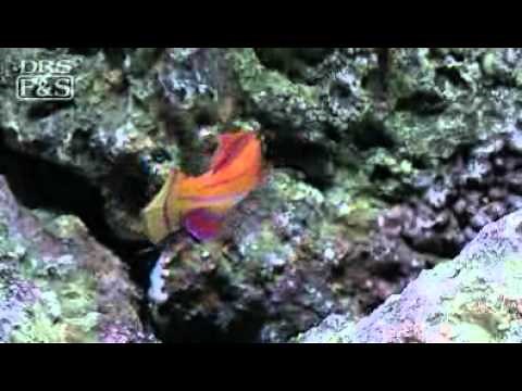 McCosker's Flasher Wrasse (Paracheilinus mccoskeri) | LiveAquaria.com