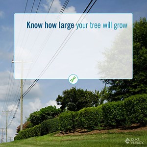 55 reactions · 71 shares | Planting a new tree? Learn to plant what tree, where to avoid power lines and safeguard against tree-related power outages. | Duke Energy | Facebook