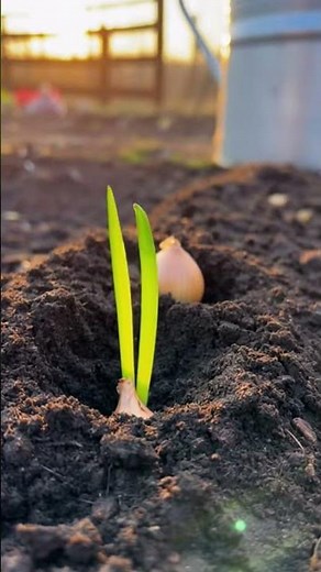Planting an Onion the Right Way 🧅🌱 | Satisfying Gardening Short