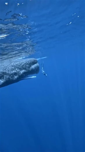 “Incredible to swim with sperm whales. Truly one of the most beautiful experiences of my life,” as shared by @ely_pilatessupbeach The calm they radiate is unreal. Even with their mouths open. One of the largest teeth in the animal kingdom, yet nothing but peace. In the reel I shared last April, you could see the moment from below. This time, this was the exact instant I descended… and its mouth opened right in front of me. Pure wonder. Maybe it was saying hello. Welcome to the blue. What stayed 