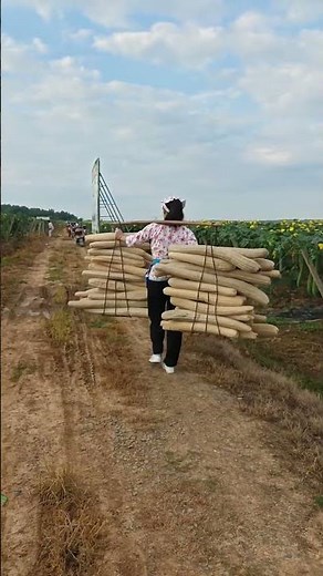 Welcome to our green journey of giant luffa farming and natural living Taseall