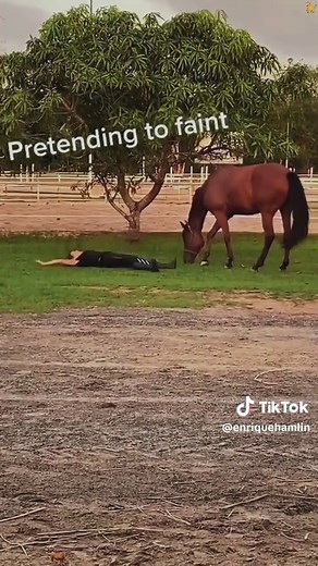 Farm animals' hilarious reaction to my fake fainting fail 😂#funnyvideos #funny #fail #funnyanimals #animal