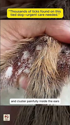 “Severe Tick Infestation on Tied Dog | Thousands of Tiny Ticks Found | Urgent Animal Rescue Care”