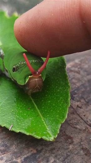 Tiger swallowtail Caterpillar #tiger #larvae #butterfly #nature #rain #lizard #pokemon #youtube