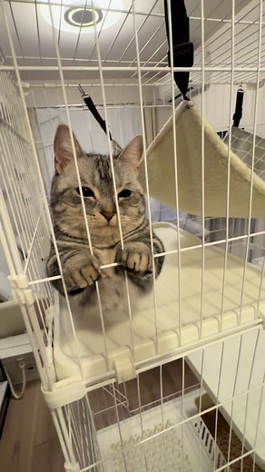 短足マンチカンが部屋で甘える姿｜猫のいる暮らし動画