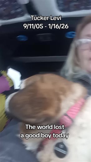 Remembering Tucker Levi: A Tribute to a Beloved Corgi