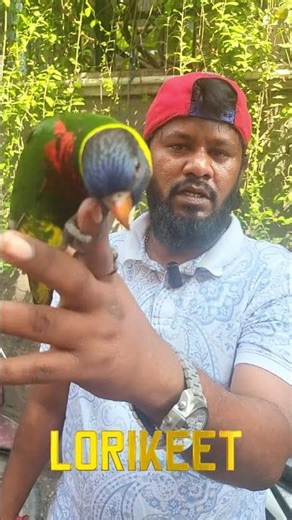 LORIKEET | BROADWAY PET MARKET #pets #petshub #bird #lorikeet