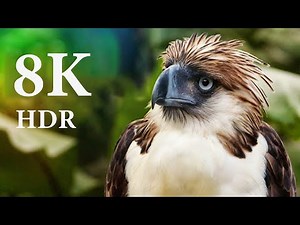 8K VIDEO ULTRA HD HDR - Nature is the art of God 60FPS