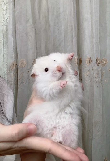 hamster dance video | cute hamster dancing to music