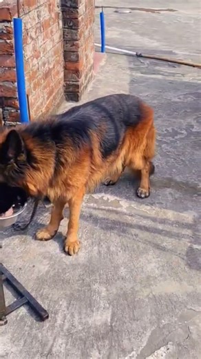 Mr. George. Long coat KCI Male..For stud service...9546034878.