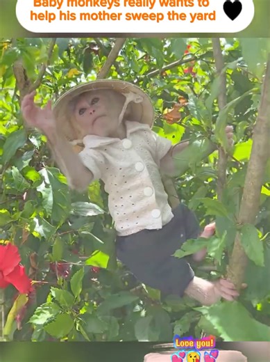 Baby Monkey Tries to Help Mom Sweep Yard