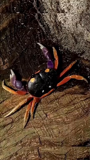 The dancing cute little crab is very happy 😊 #mudcrab_045 #crabvideo | BB You