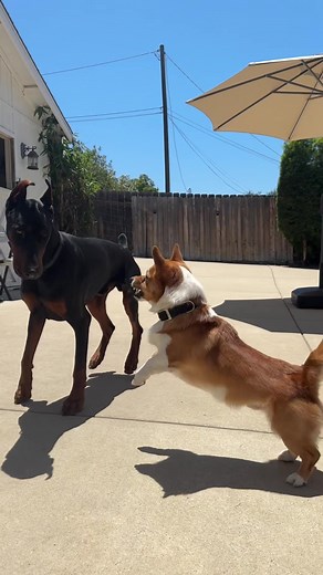 Reduce Dominance in Dogs Safely: Controlled Humbling Techniques