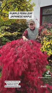 2K views · 119 reactions | Purple Fern Leaf Japanese Maple,a very...