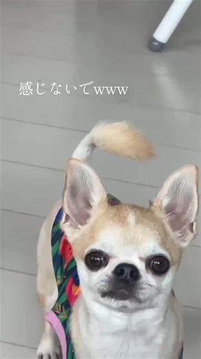 スローで撮ったら面白すぎた笑 #愛犬 #マッシュ #チワワ #スムースチワワ #番犬 #癒し #かわいいだけじゃだめですか?