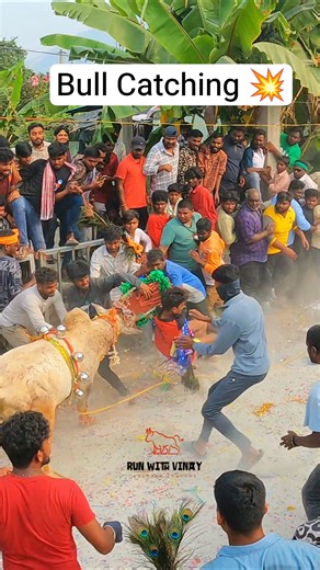 Bull Catch 💥 Kotha Sanambatla 🤩 Jallikattu#runwithvinay#jallikattu2026#bullfightindia#jallikattu