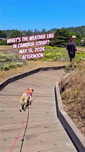 Cambria Weather Today ☀️ Sunny Walk on Moonstone Beach -May 15