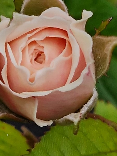 #abbiye88 #♥️♥️♥️ #🌹🌹🌹 #🌴🌴🌴 #foryou #videoviral #tiktok