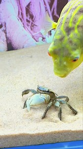 🦓🐟 Amazing Discovery! Rare Zebradoghead Fish Found in Waters 🌊✨ #ZebradogheadFish #RareDiscovery #OceanMystery #DeepSeaCreatures #WildlifeWonder #StrangeAnimals #NatureDiscovery #SeaLife | Giana Show