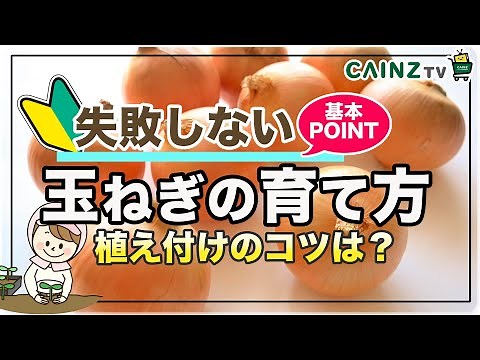 玉ねぎの育て方｜秋に種苗や球根からタマネギを栽培する方法｜玉葱の植え方の簡単なコツ