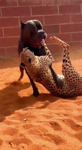 Cane Corso vs Cheetah: Power Meets Precision! 🐕🐆