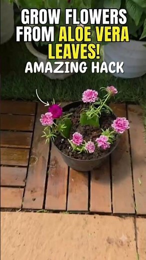 Secret Gardening Hack: Use Aloe Vera for Faster Plant Growth! 🌱✨ #portulaca